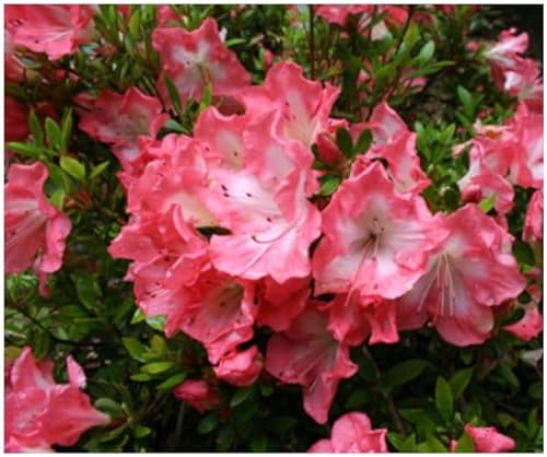 GrowOn Shrubs Dwarf Japanese Azalea Japonica 'Frosted Orange' | Evergreen Shrub | Outdoor Garden Ready Plant | Spring and Summer Flowering | Bio-Coloured, Orange, White Flowers
