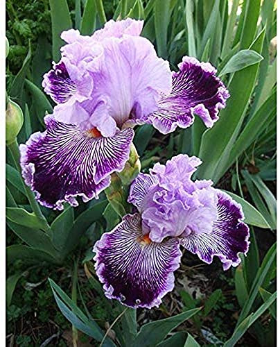 Iris Roots Bulbi Fragrante a Arrangement Fiore Famoso Mondo Decorazione - 10 Lampadine