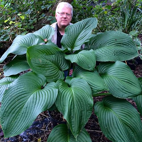 Hosta T-Rex, 3 Mehrjährige Hosta Pflanzen, Winterharte Funkein Nacktwurzel Stauden aus Holland (kein Samen, Zwiebeln und nicht künstlich). Perfekt als Bodendecker im Schatten