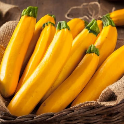 Courgette 'Lingodor' F1 Hybrid - Yellow Zucchini Seeds - Disease-Resistant & Nutty Flavoured - High Yield - Garden or Greenhouse Suitable - 1 Packet (4 Seeds) by Thompson and Morgan