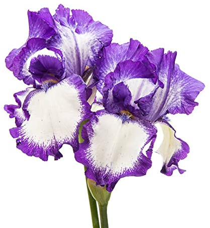 4 Stück schwertlilie gladiolen schwertlilien zwiebeln winterhart mehrjährig Iris Hydroponik bienenweide winterlinge frühlingsblumen zwiebeln winterharte stauden balkonpflanzen blumen