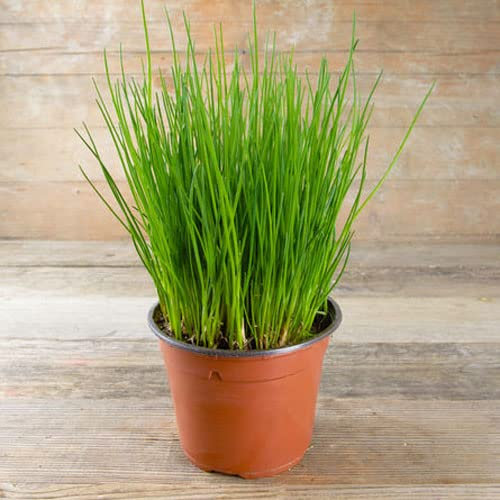 Chives Bohemia - 1000 Seeds + Freebie + Plant tag - Allium schoenoprasum