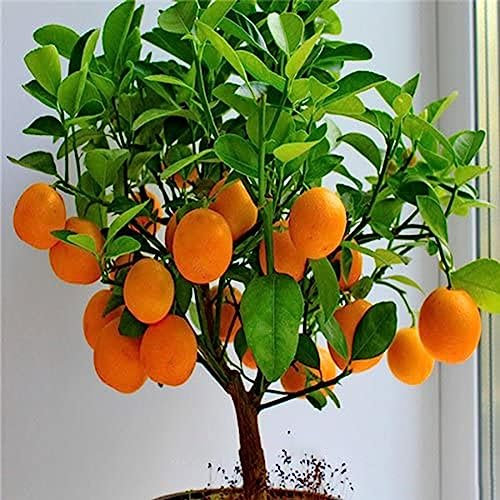 lamphle 30 Pz Semi di Arancio Frutta in Vaso Bonsai Giardino di Agrumi Pianta da Esterno per Interni Fiore Albero da Frutto Semi di Ortaggi Semi d'arancia#