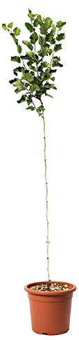 KENTIS - Alberello di Azzeruolo - Crataegus Azarolus - Piante Vere da Esterno - Pianta da Frutto in Vaso - Vaso da Coltura Ø 24 cm