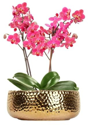 LOUIE SILNA Vaso per piante grasse, vaso bonsai da 25 cm, vaso in ceramica, foro di drenaggio, vasi da fiori per piante da interno/esterno, (oro)