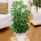 1 x Schefflera Nora Pianta Ombrello Nana | Pianta d'Appartamento Compatta di Alta Qualità in Vendita | 40-50 cm