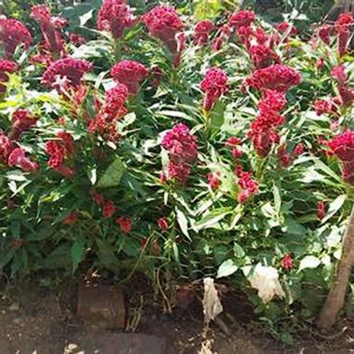 50 Teile/beutel Rote Lavendelsamen, produktive, mehrjährige, gut angepasste Blumensämlinge, Blumenobstbaum-Gemüsesamen Lavendelsamen