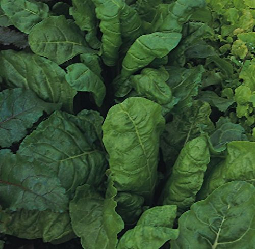 Poirée vert - Épinards perpétuels - 250 Graines