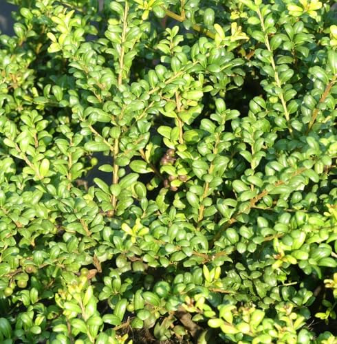 10 cucharas japonesas de acebo – Ilex crenata 'Convexa' verde 10 – 15 cm resistente al invierno