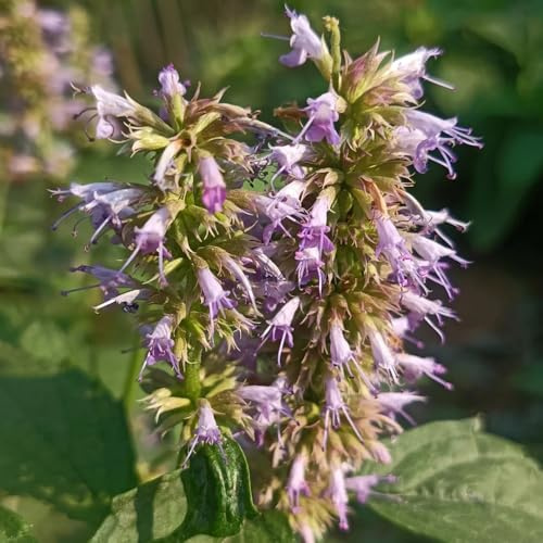Semillas de ortiga fragante - Agastache foeniculum - de balcón con jardín de semillas de medicinales 150pcs