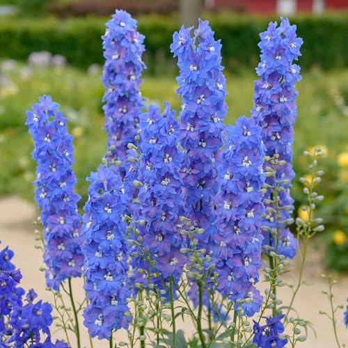 Delphinium Atlantis - Planta perenne de exterior azul marino resistente