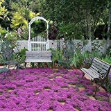 Creeping Thyme Magic Carpet Seeds (Thymus Serpyllum) 100+Seeds (100+)