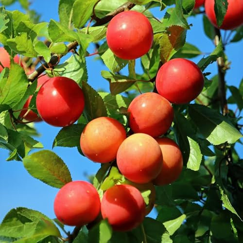 Green boutiQ - Plante fruitière - Prunier - Prunus domestica Victoria - Prune Rouge - Pot 21cm Hauteur 90cm
