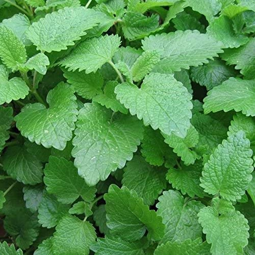 Palm Beach Medicinal Herbs - Lemon Balm (Melissa officinalis) - Packet of 40 Seeds