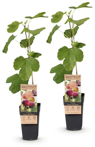 Green boutiQ - Plante fruitière - Ficus carica Rouge de Bordeaux - Figuier - Résistant en hiver - Fruit violet - 2 Plantes - Pot 15cm - Hauteur 50cm
