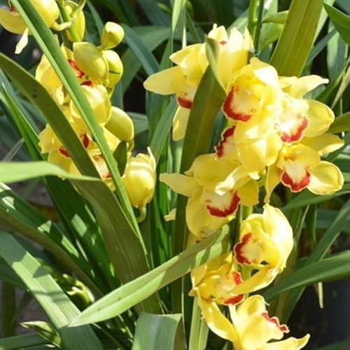 Bulbos De Orquidea Cymbidium-Bulbos De Phalaenopsis, Resistente Al FríO, Calas Bulbos Bulbos, Cymbidium Orchidee, AromáTicas De Cymbidium-Decorativo-5bulbos-D