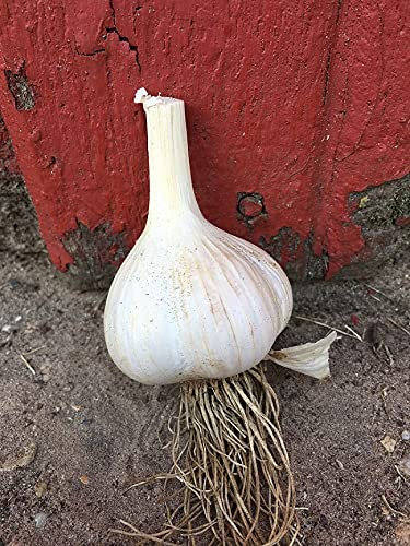 German Giant 20 Garlic Seeds Clove, Wight Garlic Cloves/from 2 Bulbs/Planting Now