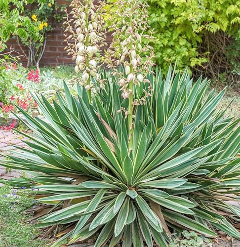 Kerzen-Palmlilie Variegata - großer Topf - Yucca gloriosa