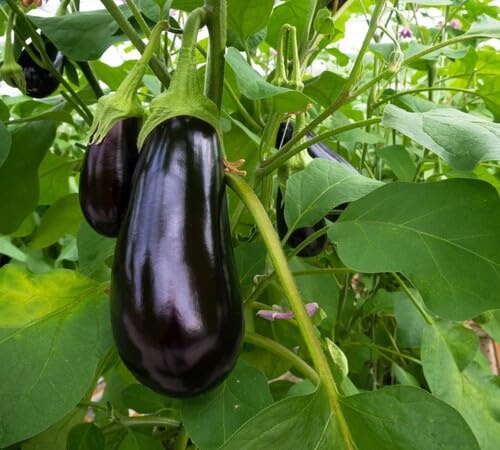 100 semi di melanzane nere