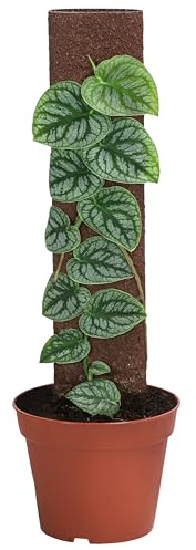 Dehner Fensterblatt an Kratiste-Stab, Monstera dubia, herzförmige Blätter, ca. 46 cm, Ø Topf 14 cm, Zimmerpflanze