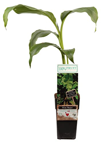 Echte Musa Basjoo Bananenpflanze winterhart circa 40 bis 60 cm - winterharte Banane Bananenbaum mehrjährig Palme winterhart Bananenbaum japanische Faserbanane tropisch Zimmerpflanze
