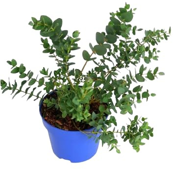 Eucalyptus Planta Natural para Jardín - Árbol de Poco Riego