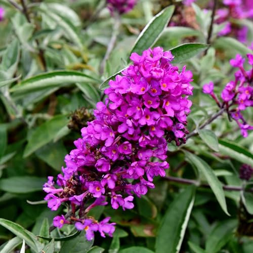Vivai le Georgiche - Pianta vera di Buddleja davidii Nanho Purple - vaso Ø 24 cm