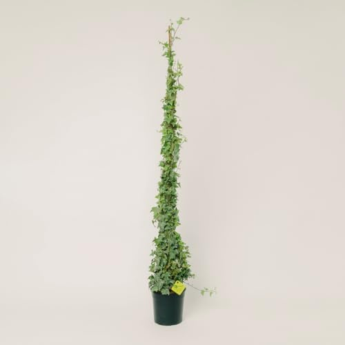Plantì Hedera Helix Elegantissima | Edera Rampicante da Esterno in Vaso 19 cm, Altezza 150 cm | Piante da Giardino, Rampicanti per Muro, Concimazione 6 Mesi con Plantì