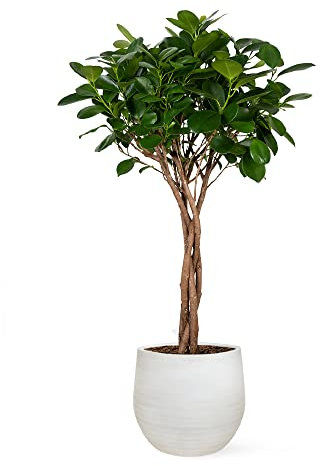 Ficus Moclame o Laurel de Indias | Planta natural de interior con altura de 60-70 cm y en maceta de 17ø | April Plants