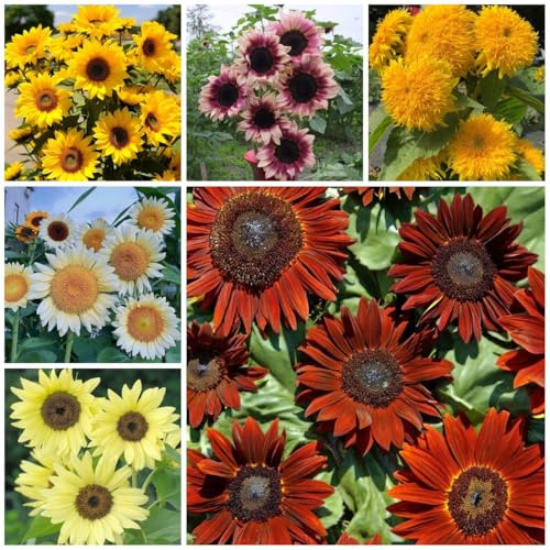 semillas decorativas de girasol - raras, decoración de salón de girasol perennes resistentes, perennes, decoración de otoño, regalos 40pcs