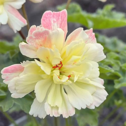geraniensamen - schnittblumen exotische zimmerpflanzen blumensamen mehrjährig winterhart gartendeko für draußen hochbeet zimmerpflanze winterharte kübelpflanzen gewächshaus balkon 250pcs