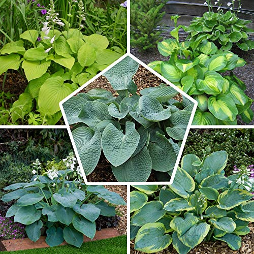 Collection de Plantes Vivaces Budget Hosta - Mélange de 5 Hybrides en 5 Variétés - Grandes Funkia Vivaces Rustiques Racines Nues des Pays-Bas (pas de graines/bulbes) Parfaites comme Couvrer