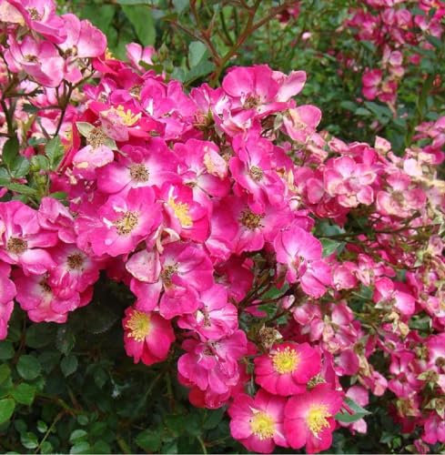 2 x Rosier - Rosa 'Lupo' en pot 25-30 cm - Une beauté florifère aux fleurs violettes et aux fruits décoratifs