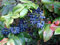 20 semillas de uva - Oregon acebo, Mahonia aquifolium, semillas de arbustos (comestible, Hardy, llamativo)