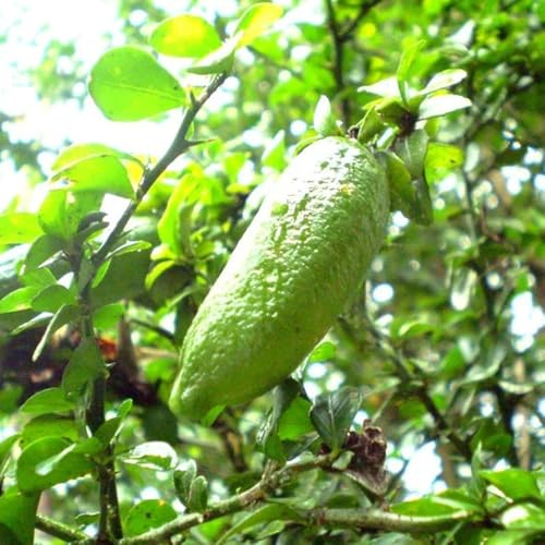 Semi di lime - semi di per gli amanti del giardino raro frutto colonnare da frutto esotico da colonnari giardino roccioso balcone resistenti 20pcs