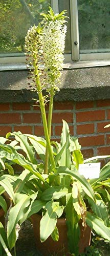 Eucomis Pallidiflora - Gigante Ananas Giglio - 5 Semi - NPWS: solo semi