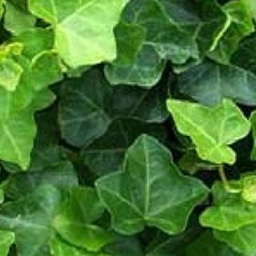 12 x Hedera Hibernica- Lierre d'Irlande en conteneur 9cm x 9cm