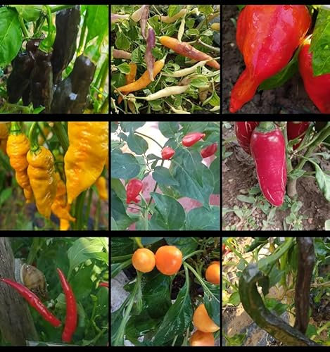 Piments chauds, 9 variétés, 90 graines, assortiment