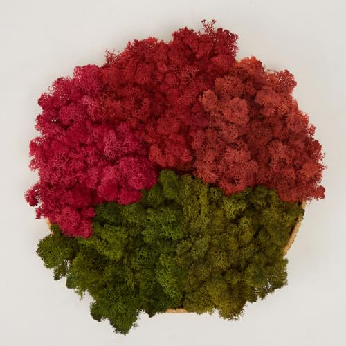 Prefleur Preserved Reindeer Mix Craft Moss Natural Green DIY Kit Gardenning Art Wall Decor Florist Easter Table Decor Wedding Decor (1lb)()(Style-10)