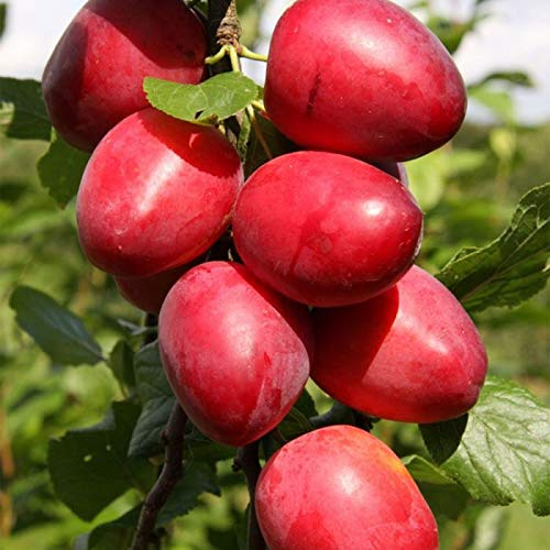 Müllers Säulenmirabelle 'Ruby' ® ca. 150 cm im 5 Liter Topf