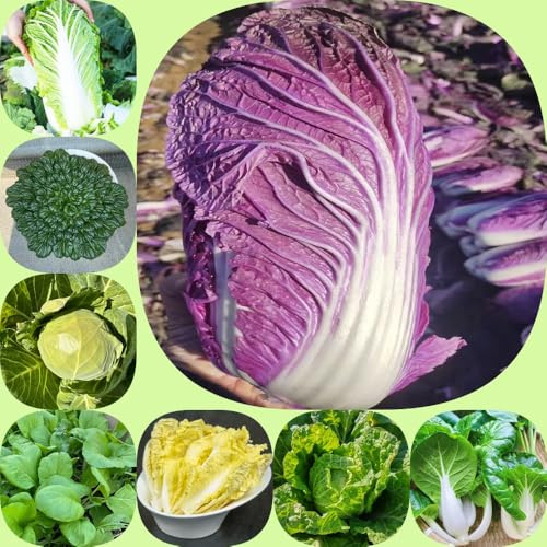 cavolo cinese, semi di pak choi, verdi invernali vecchie varietà di balcone serra aromatiche da giardino sostenibili vecchie varietà esotico 250pcs