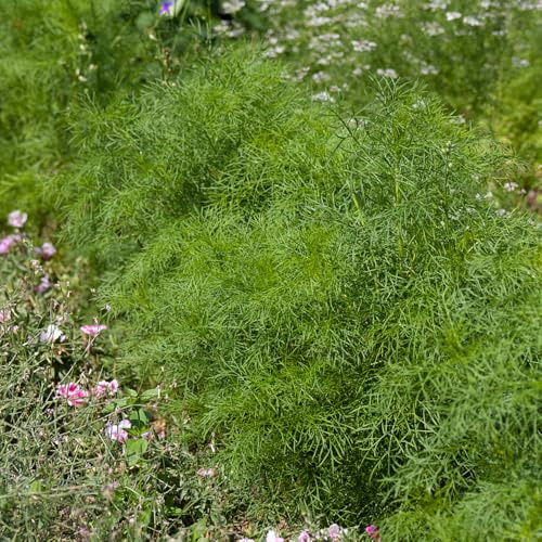 Semi di aneto - balcone coltivazione di giardino verdi biologiche prodotti sostenibili per giardinieri semi 300pcs