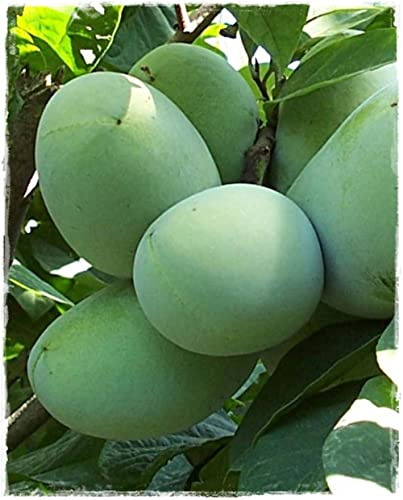Pianta di ASIMINA TRILOBA Banano di Montagna in vaso h 50/60