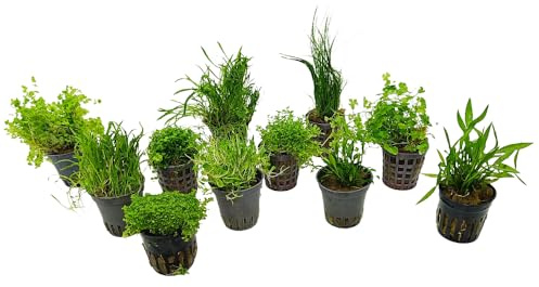 Assortimento Mix 3 Piante Pratino in Vasetto | Crescita Facile per Acqua Dolce e Paludari | Perfette per Creare Tappeti e Angoli Naturali