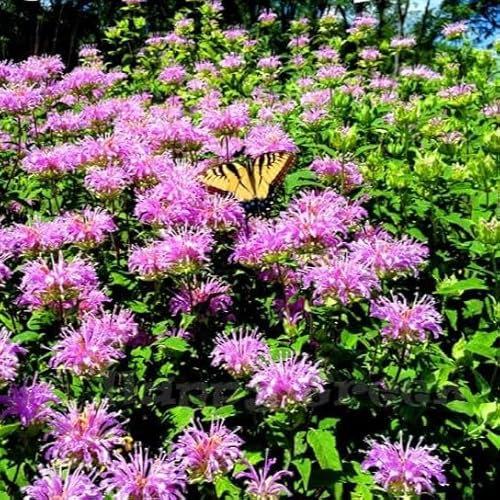 Bergamot herb - 1300 Seeds + Plant tag + Freebie - Monarda Fistulosa