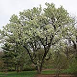 Semi Manchurian Fioritura Semilla de peral (Pyrus ussuriensis) 10 + Semi (10 +)