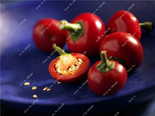Semillas Semillas de oro cereza Pimienta Verduras Balcón fruta jardín Bonsai Capsicum Cuatro temporadas de siembra de la semilla chile 100 Pcs 14