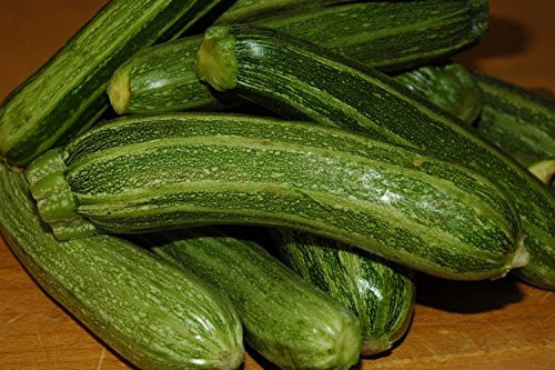 ZUCCHINO SAN PASQUALE NR.30 SEMI