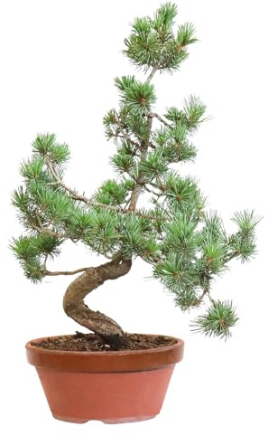 KENTIS - Bonsai Pinus Parviflora Pentaphylla Coltivato in Giappone - Pino Bianco Giapponese - Pianta Vera da Esterno - Vaso in Ceramica 22 cm