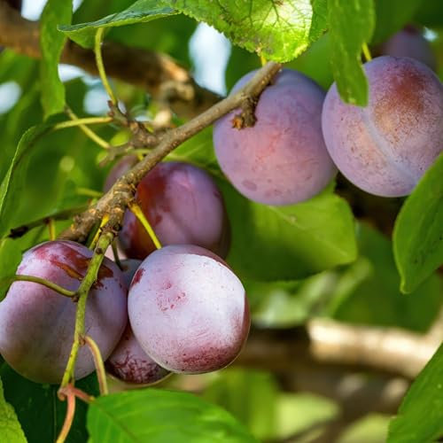 GreenboutiQ - Plante Fruitière - Prunier - Prunus domestica Opal - Fruit Jaune Rouge - Pot 21cm Hauteur 90cm